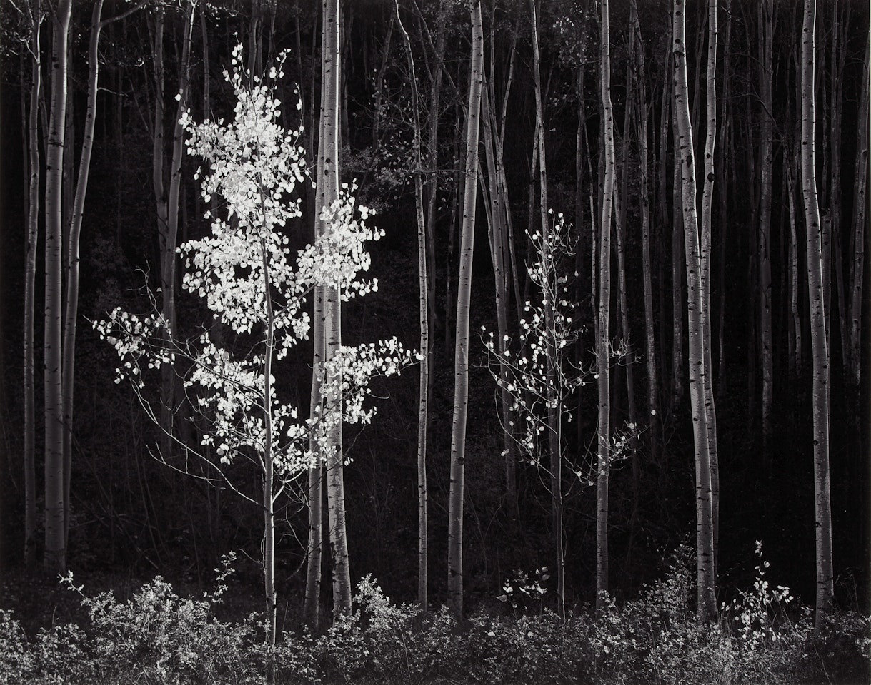 Aspens, Northern New Mexico by Ansel Adams
