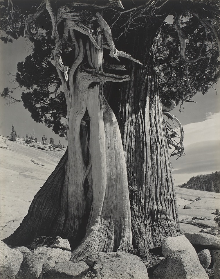 Juniper, Lake Tenaya by Edward Weston