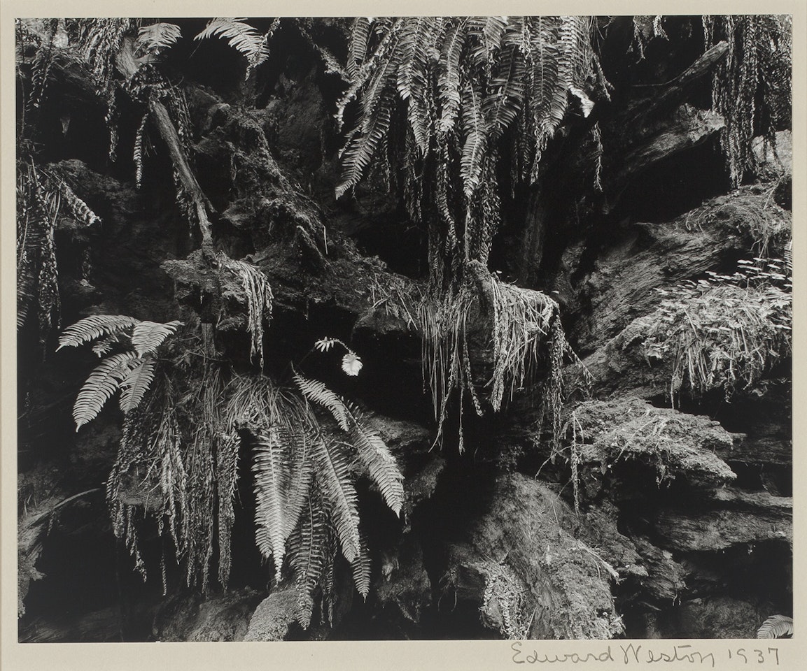 Fern in the Redwoods by Edward Weston