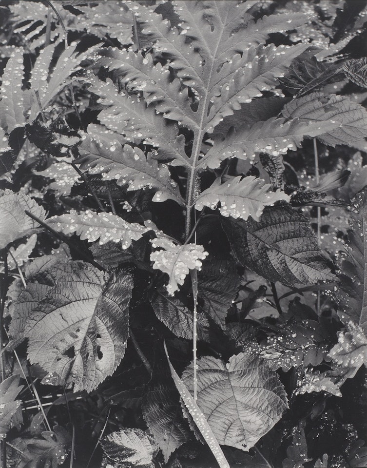 Fern, Early Morning, Georgetown, Maine by Paul Strand