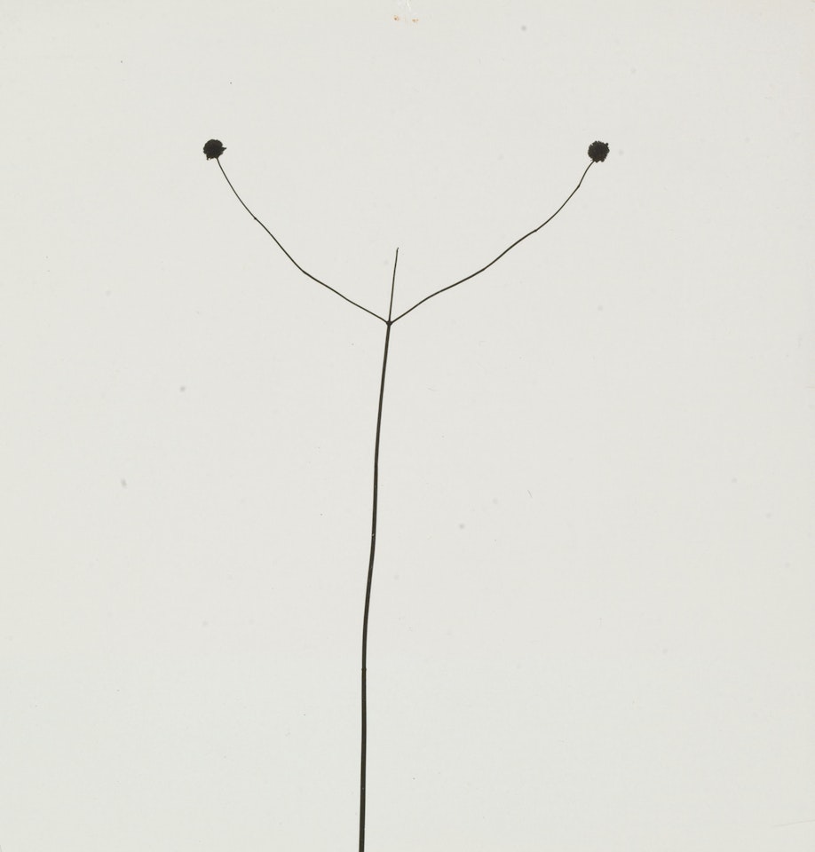 Weed Against Sky, Detroit by Harry Callahan