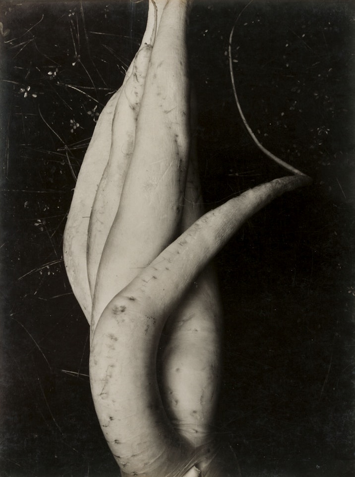 White Radish by Edward Weston