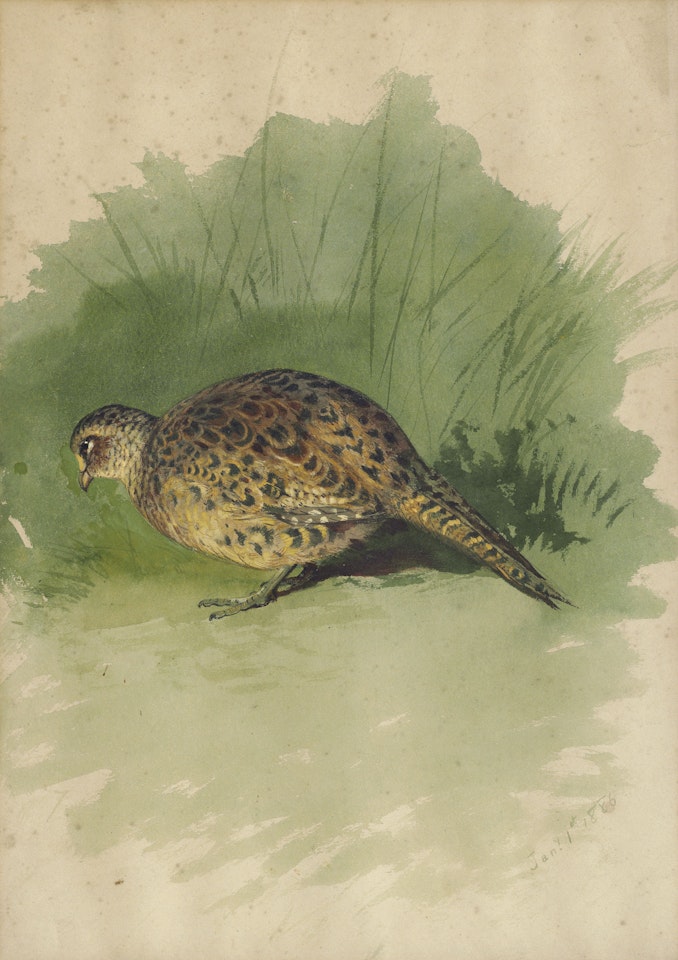 Study of a hen pheasant by Archibald Thorburn