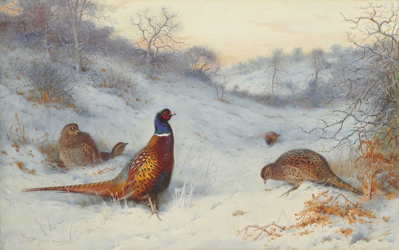 Pheasant in the snow by Archibald Thorburn
