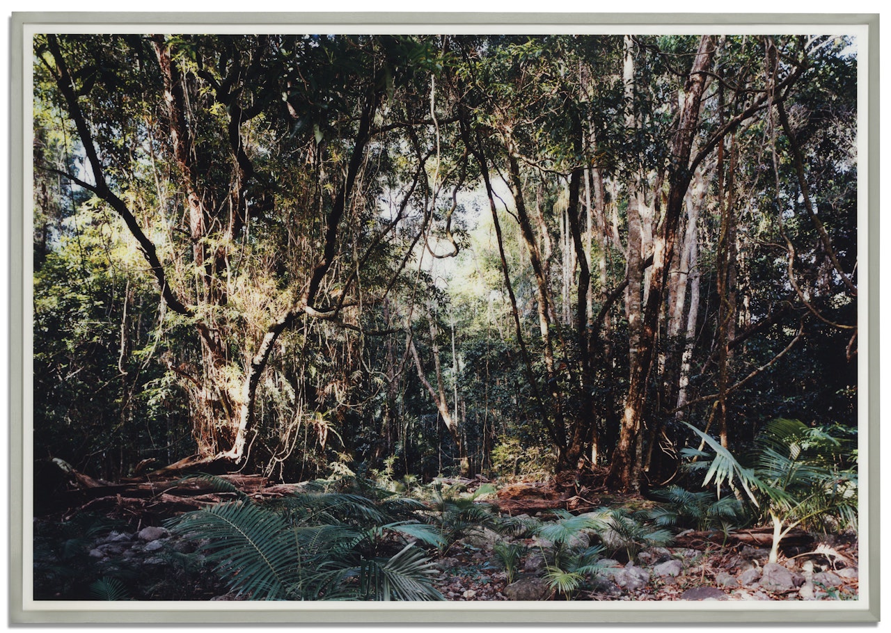 Paradise 03, Daintree, Australien by Thomas Struth