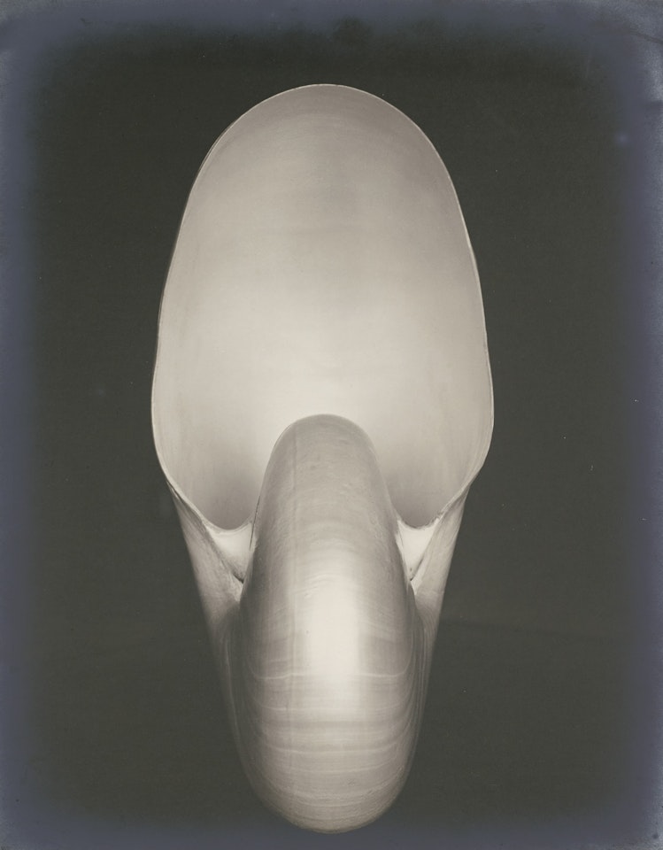 Shell (Nautilus) by Edward Weston