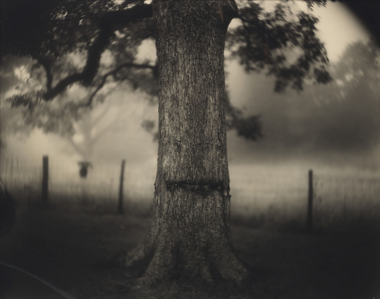 Untitled (Deep South #1, Scarred Tree), 1998 by Sally Mann