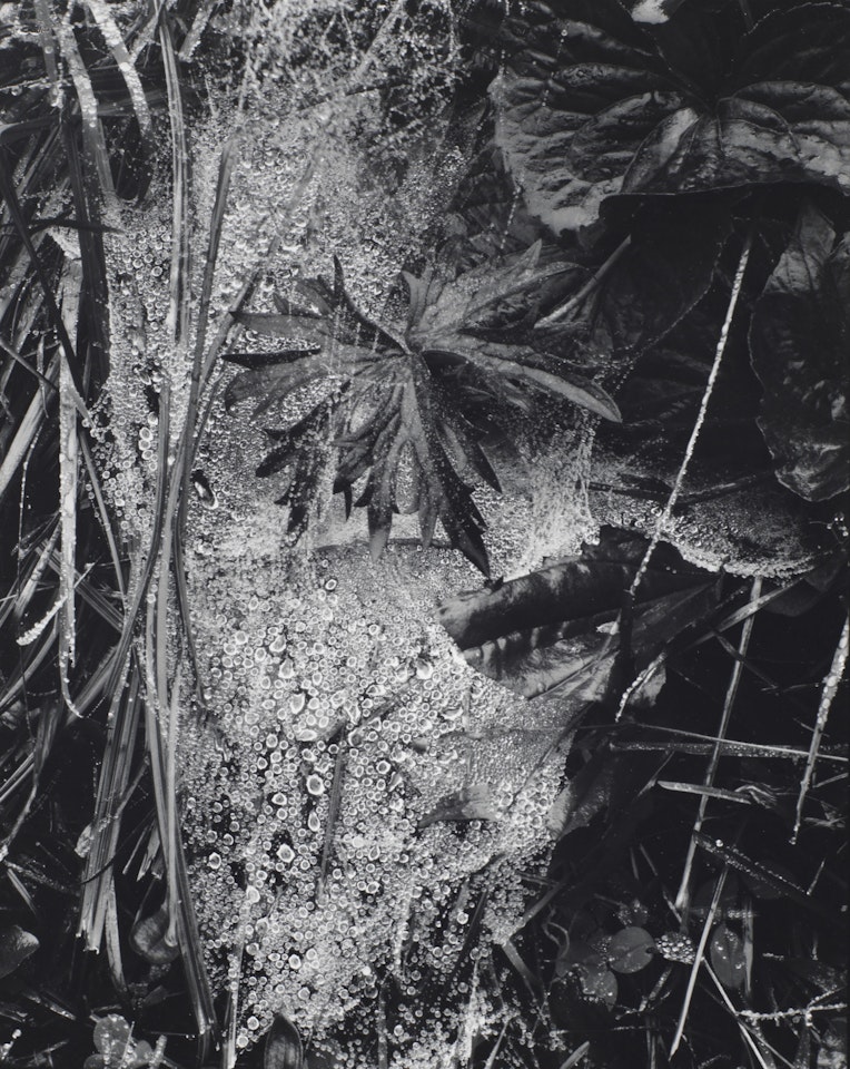 Cobweb in Rain, Georgetown, Maine, 1927 by Paul Strand