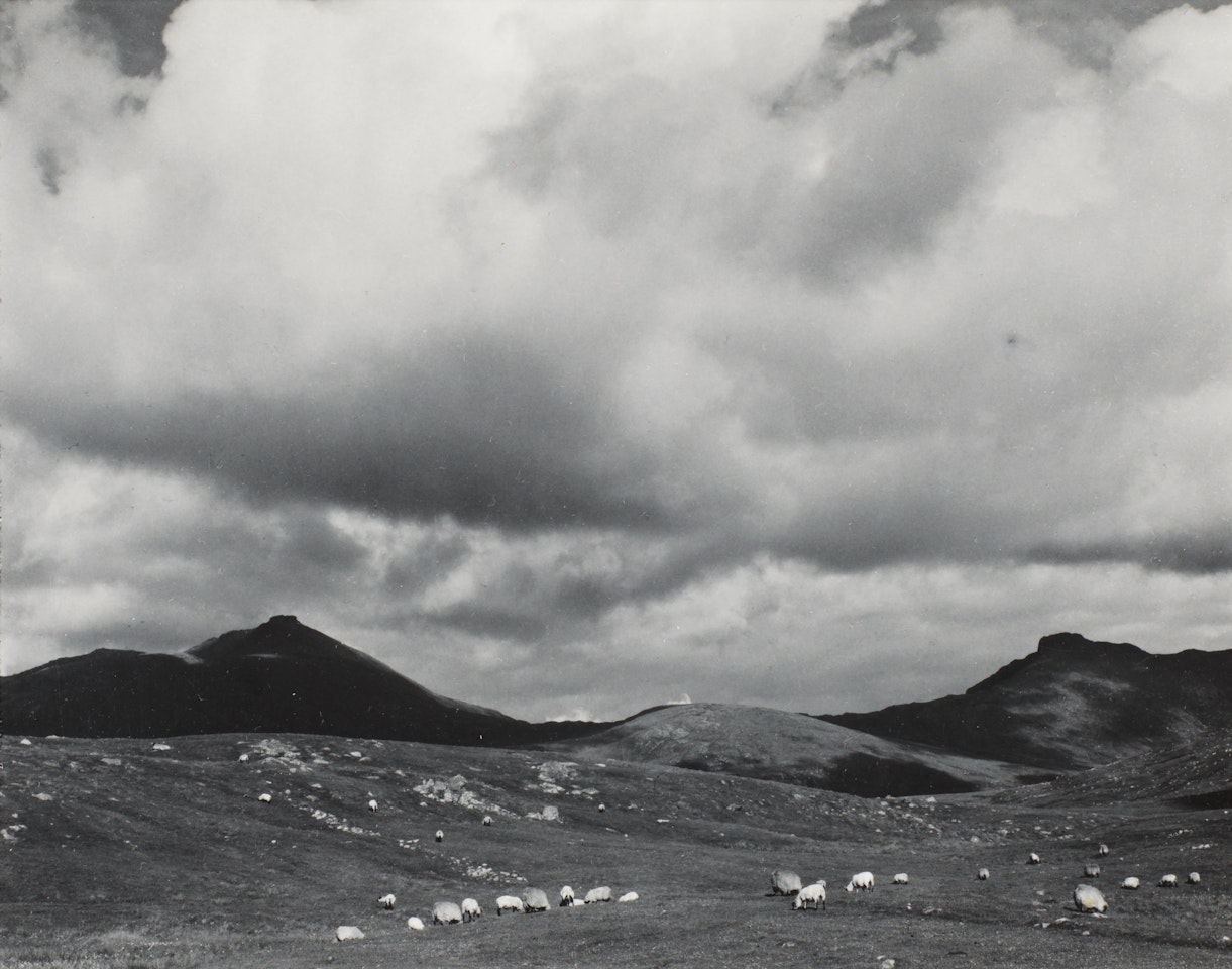 Sheep on the Moor, South Uist, Hebrides, 1954 by Paul Strand