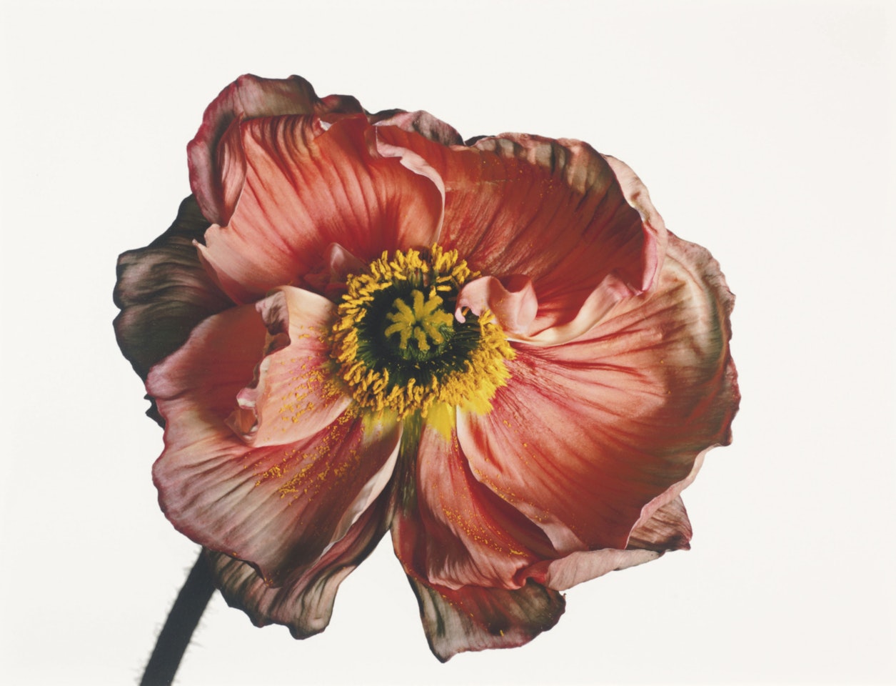 Iceland Poppy/ Papaver nudicaule (A), New York, 2006 by Irving Penn