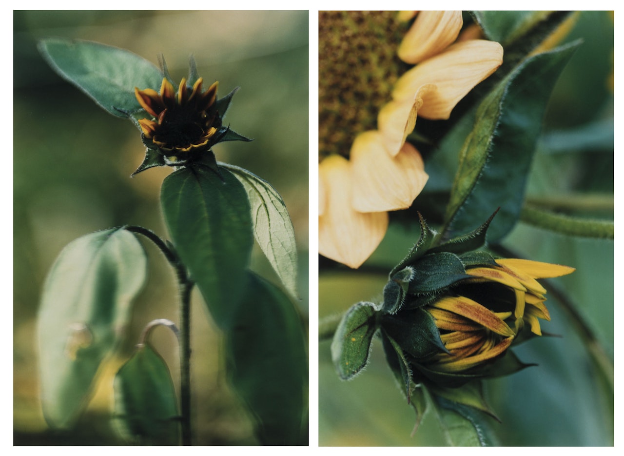 (i) Kleine Sonnenblume mit Schwarzen Kernen - N° 16, Winterthur (Small Sunflower with Black Kernel - N° 16, Winterthur)
(ii) Kleine Geschlossene Sonnenblume - N° 18, Winterthur (Small Closed Sunflower - N° 18, Winterthur) by Thomas Struth