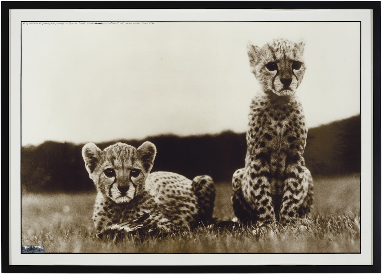 Orphaned Cheetah Cubs, Mweiga, Kenya by Peter Beard