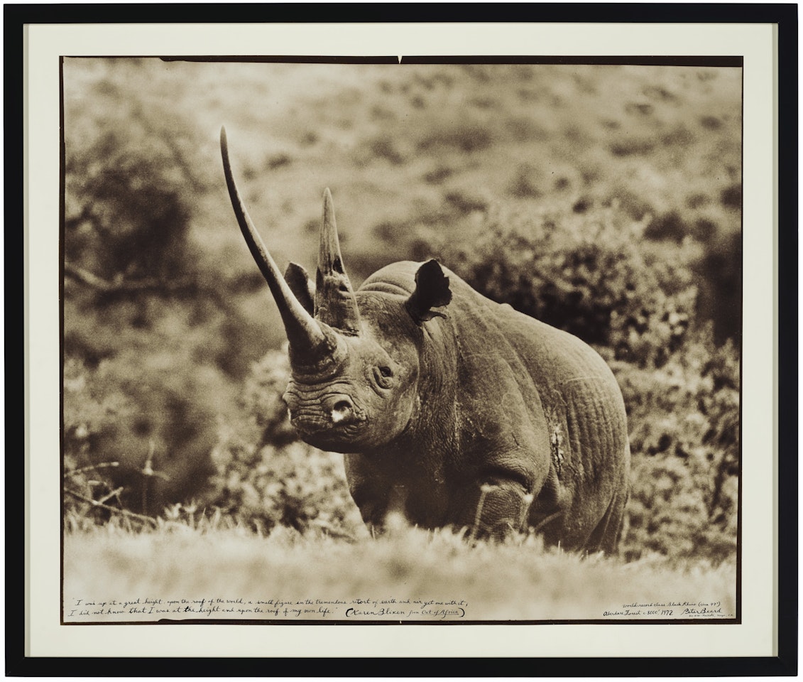 World-Class Black Rhino, Aberdare Forest by Peter Beard