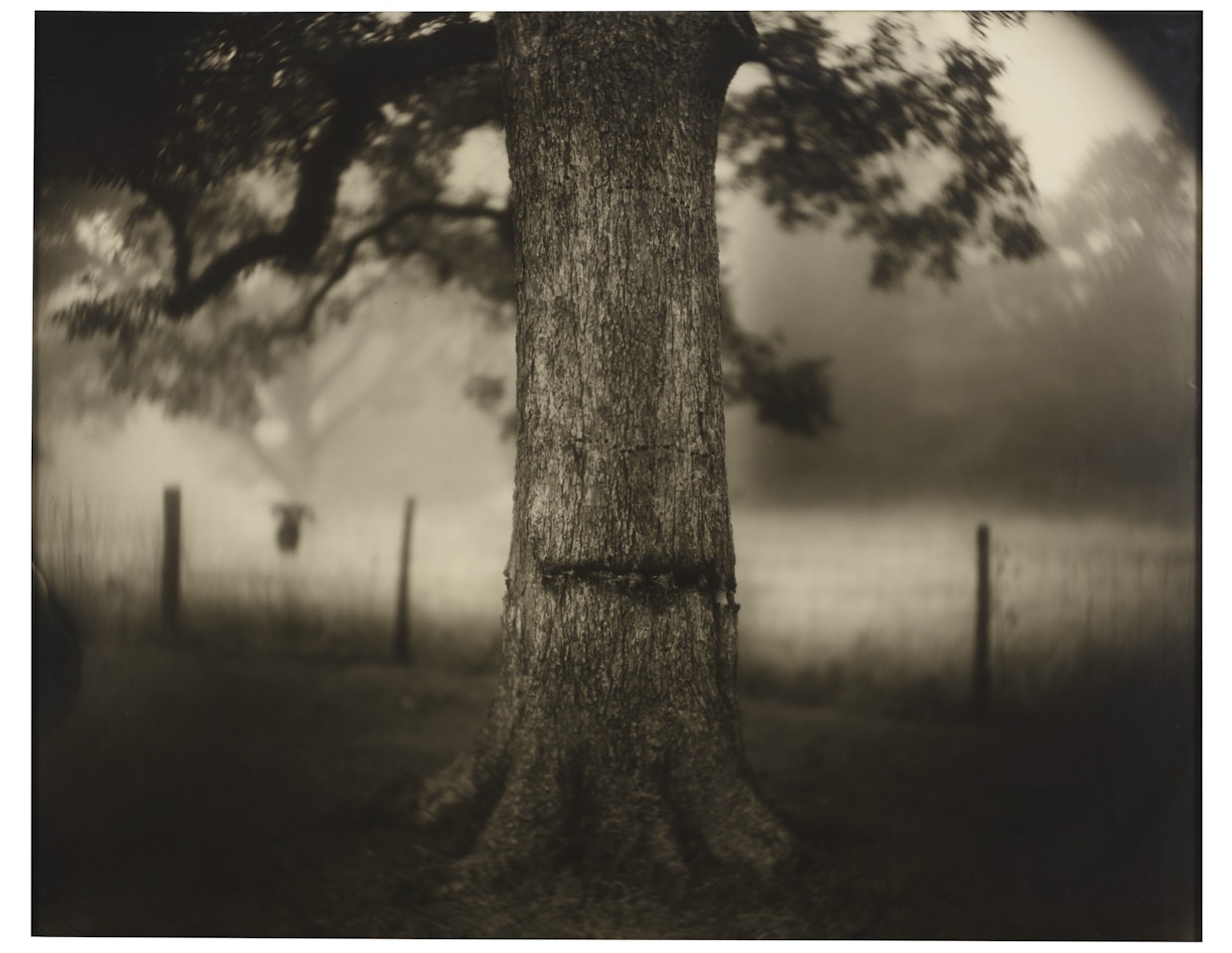 Untitled (Deep South #1, Scarred Tree) by Sally Mann