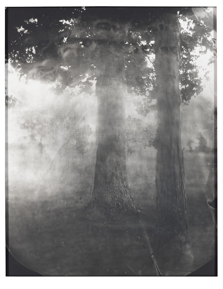 Untitled (Antietam #16) by Sally Mann
