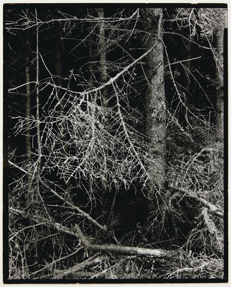 Dark Forest, Georgetown, Maine by Paul Strand