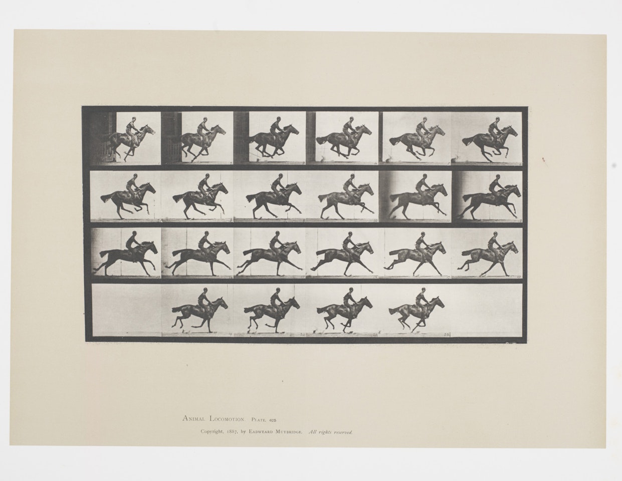 Horse and Rider from Animal Locomotion, Plate 625 by Eadweard Muybridge