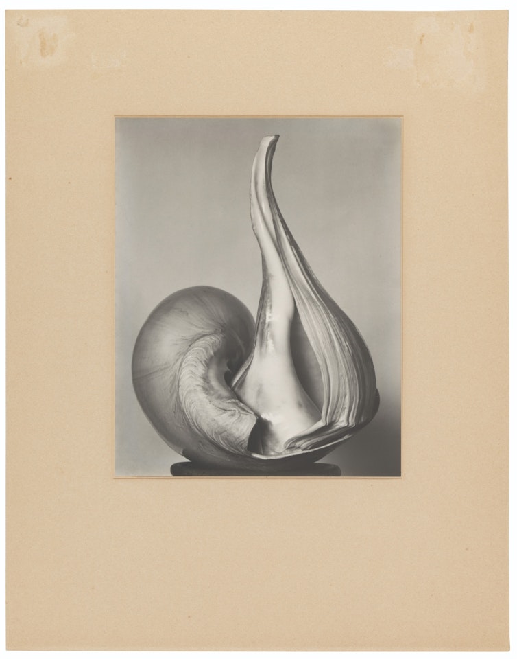 Two Shells, 13S by Edward Weston