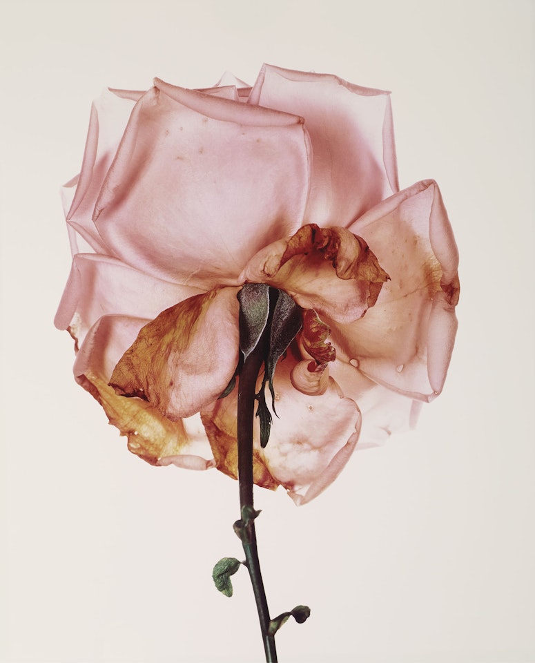 Rose: Blue Moon, London by Irving Penn
