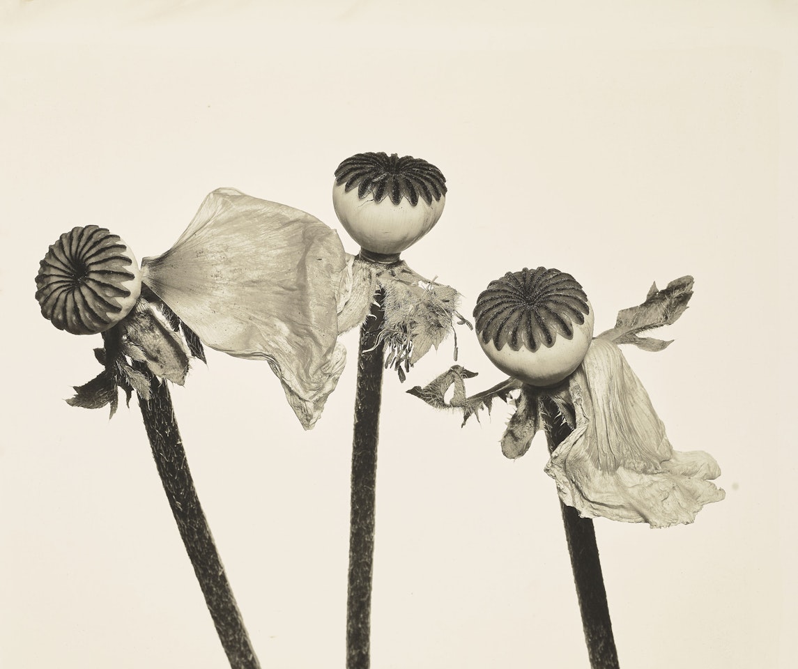 Single Oriental Poppy, New York by Irving Penn