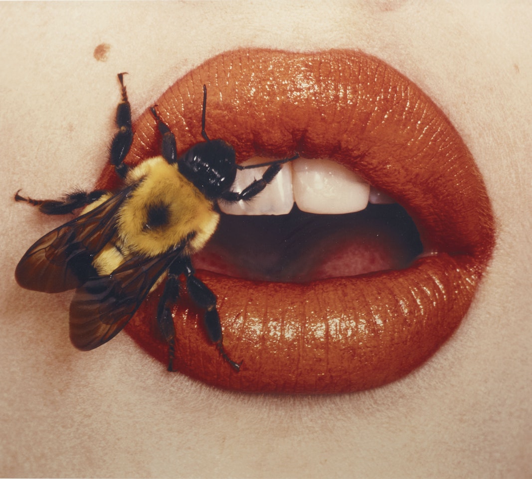Bee (A), New York by Irving Penn
