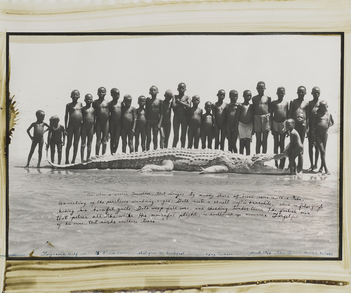 Ferguson's Gulf Spit 15'' 9'' Crocodile by Peter Beard
