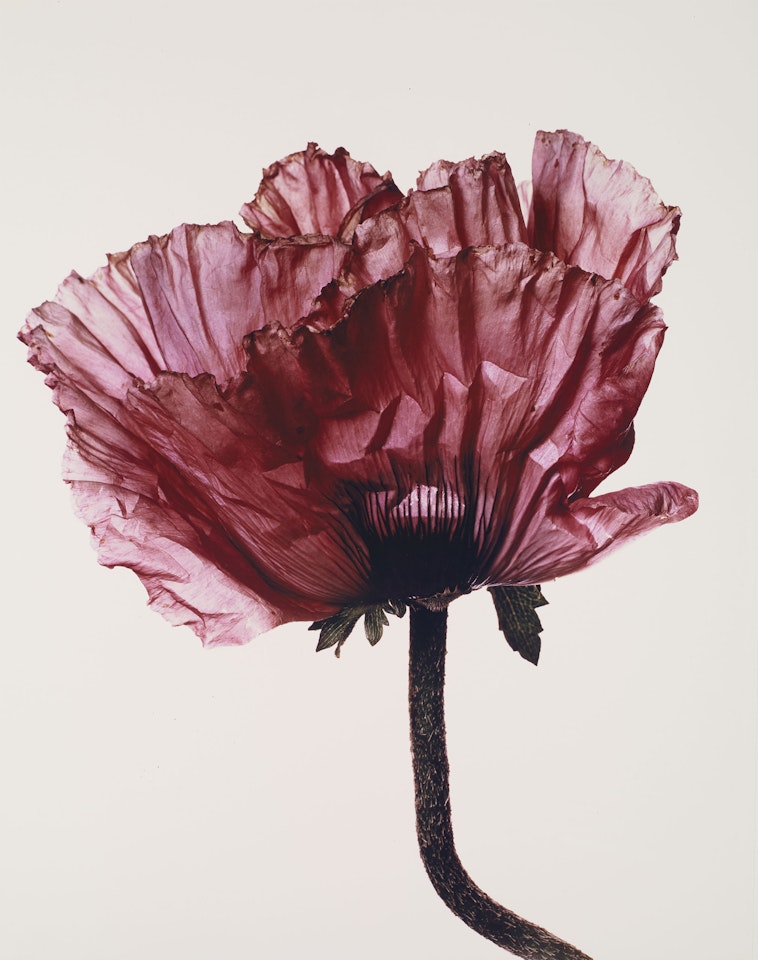 Lavender Glory Poppy, New York by Irving Penn