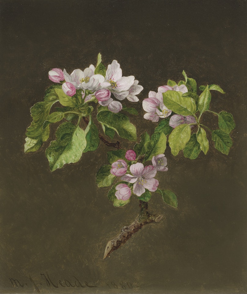 A Branch of Apple Blossoms by Martin Johnson Heade