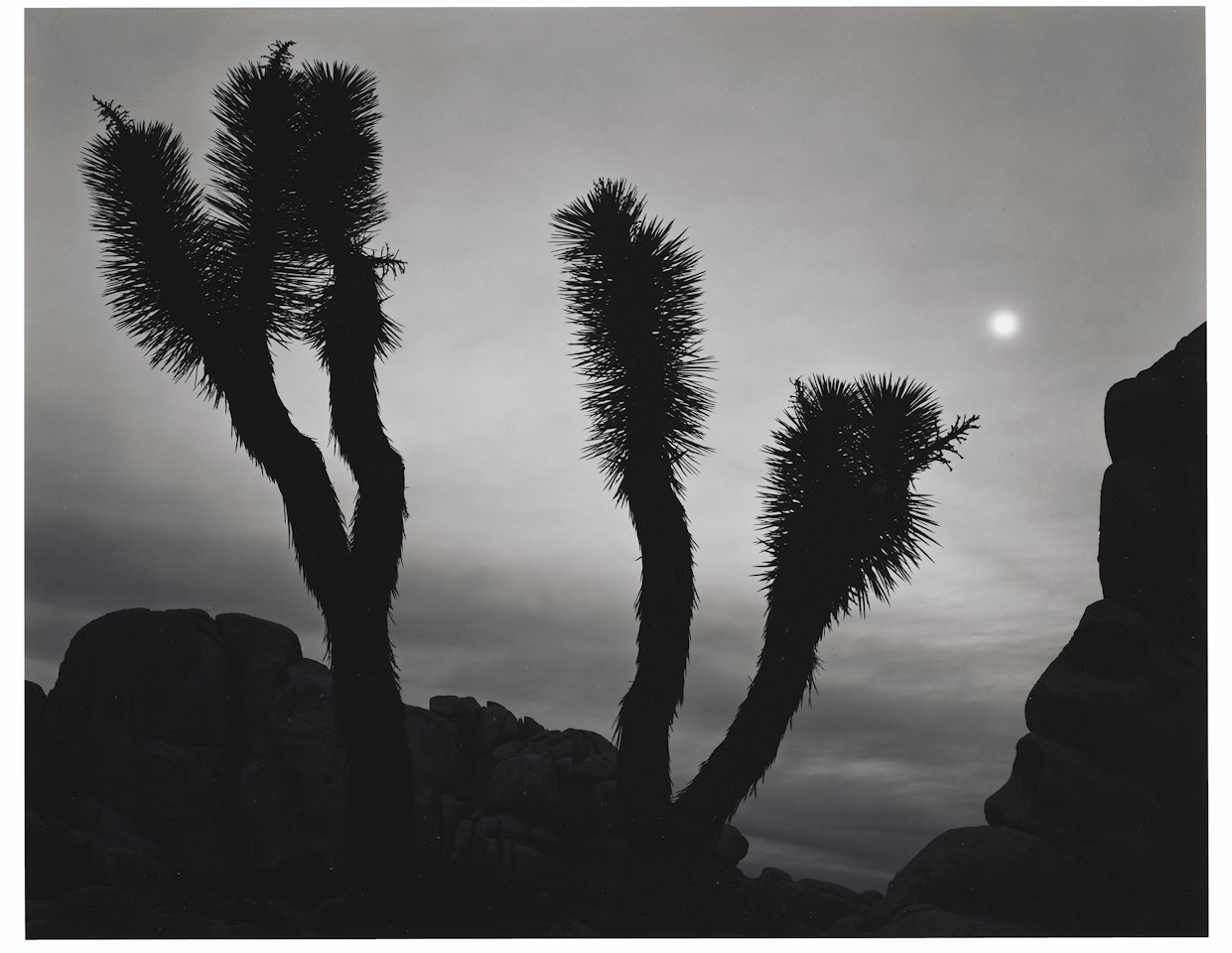 Joshuas and Moon, Joshua Tree National Monument, California, 1948 by Ansel Adams