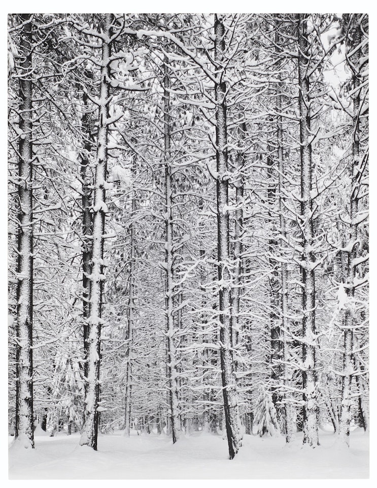 Forest, Winter, Yosemite Valley, California, 1933 by Ansel Adams