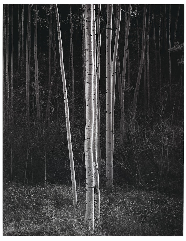 Aspens, New Mexico, 1958 by Ansel Adams