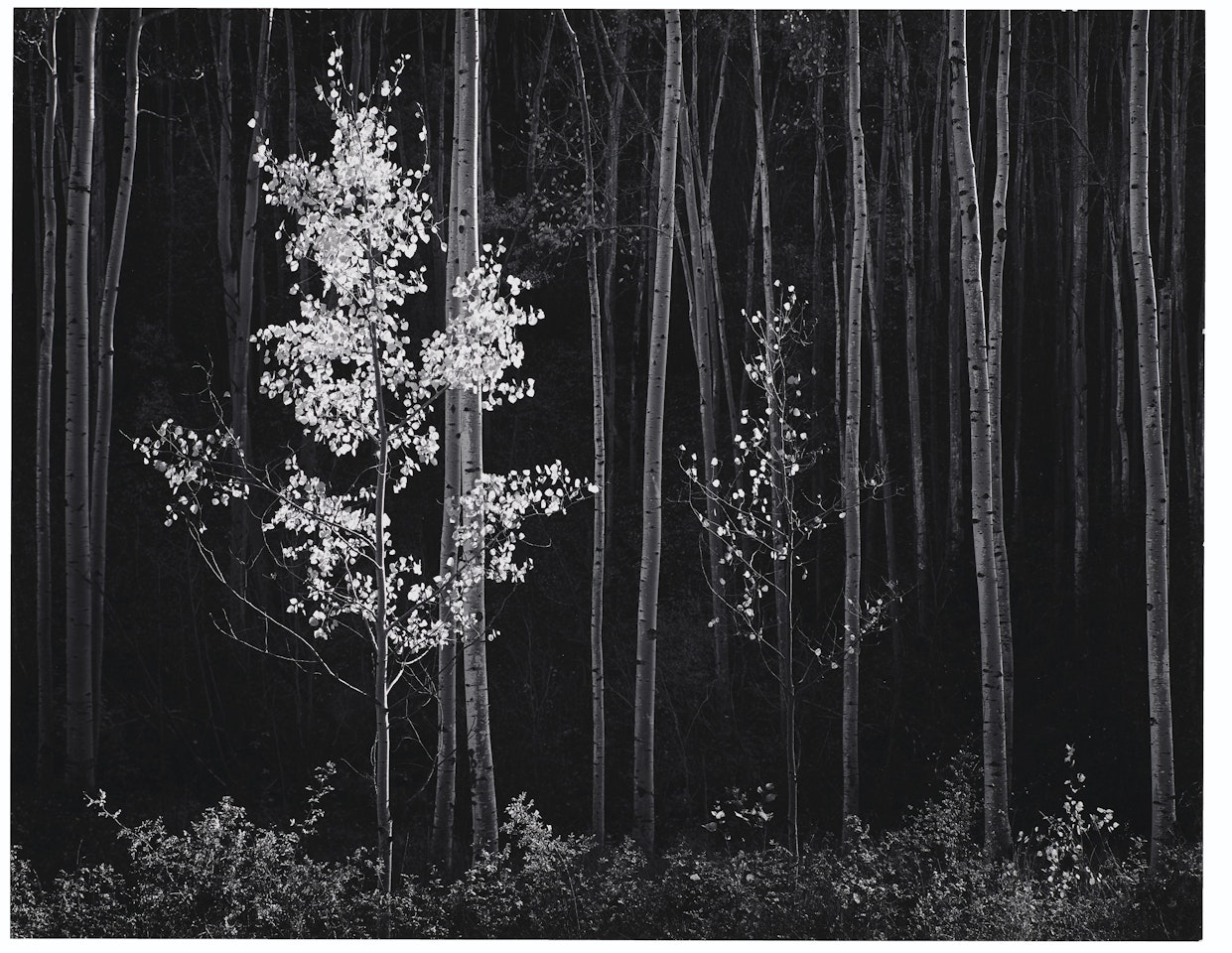Aspens, Northern New Mexico, 1958 by Ansel Adams