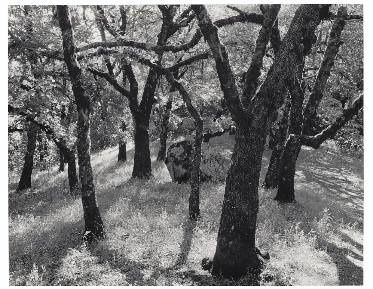 Forest, Castle Rock State Park, California, 1962 by Ansel Adams