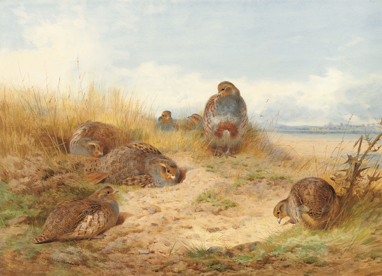 Basking in the noonday sun: A Covey of Grey Partridge by Archibald Thorburn