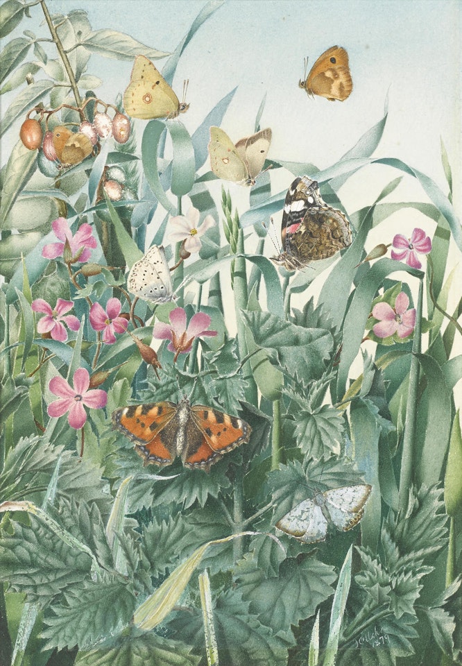 Study of butterflies by English School