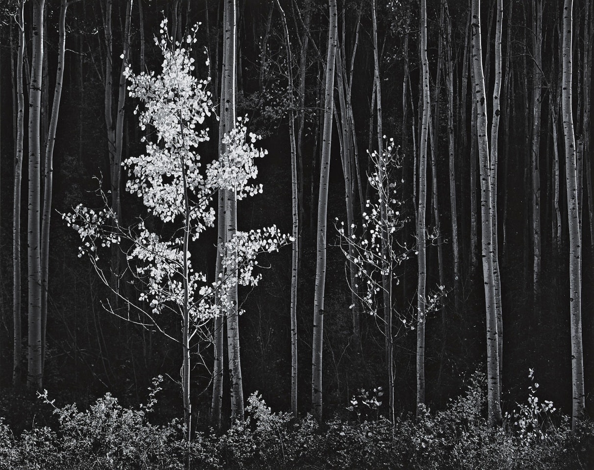 Aspens, Northern New Mexico by Ansel Adams