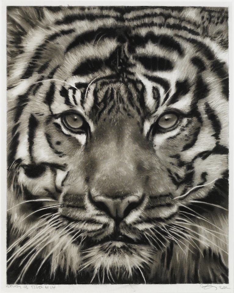 Study of a Tiger (No. 14) by Robert Longo