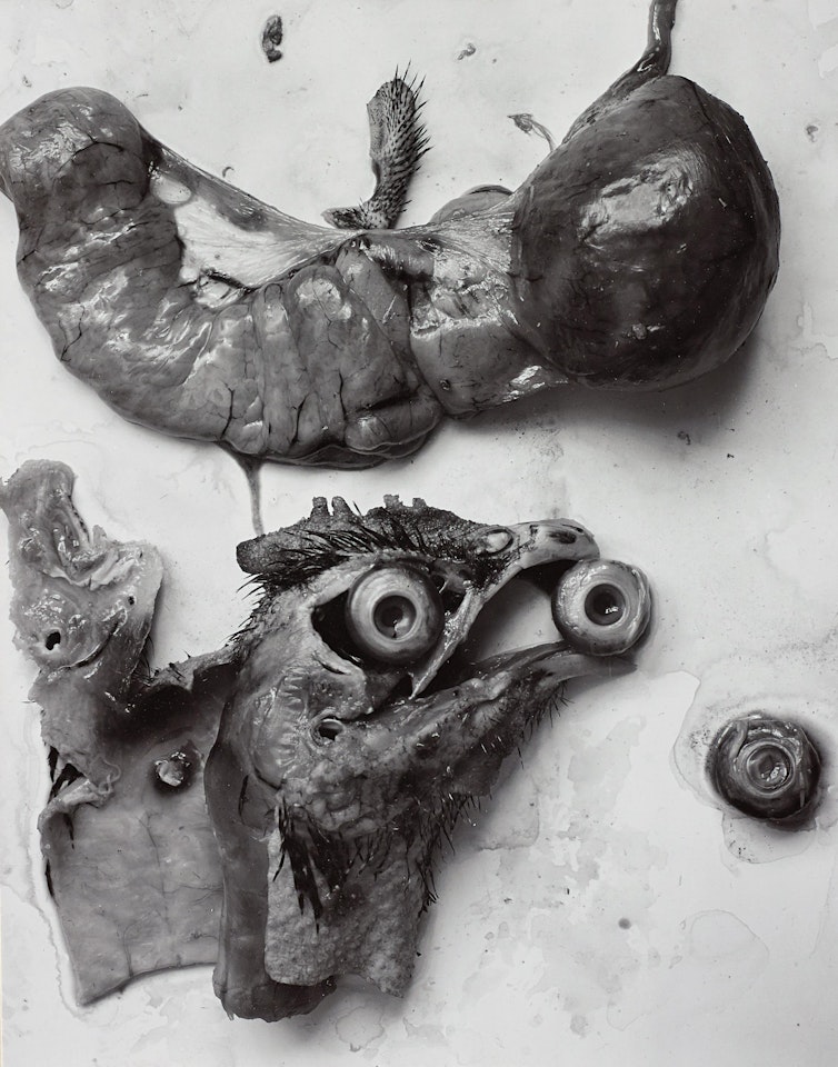 The Anatomy of a Chicken, 1939 by Frederick Sommer