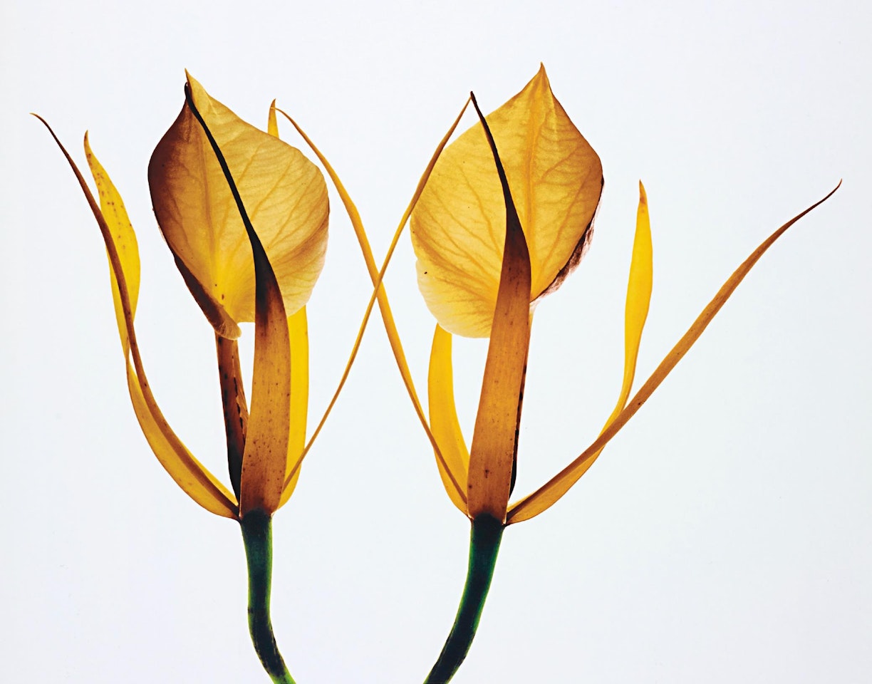 Orchids: Brassavola Nodosa, New York, 1969 by Irving Penn