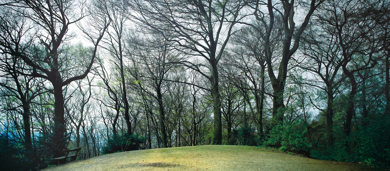 Grafenberger Forest by Thomas Struth