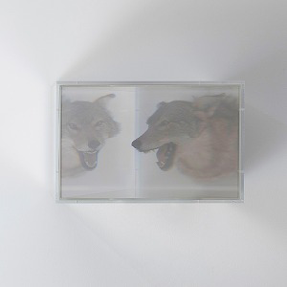PixCell [Coyote] by Kohei Nawa