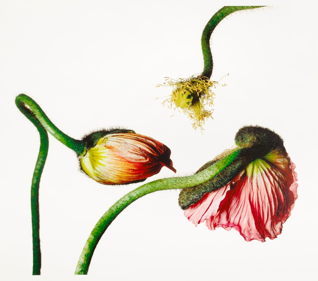 Icelandic Poppy/Papaver Nudicaule (New York) by Irving Penn