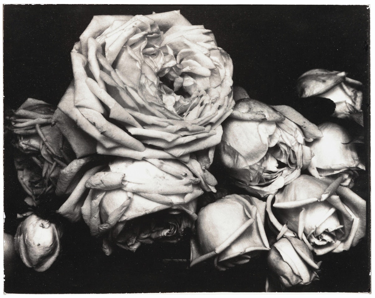 Heavy Roses, Voulangis, France by Edward Steichen