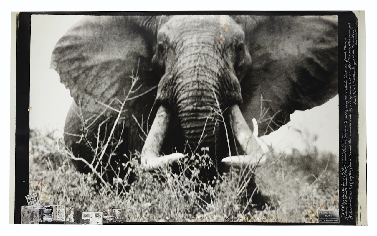 Tsavo North on the Athi Tiva, circa 150 lbs. – 160 lbs. side Bull Elephant, February, 1965 by Peter Beard