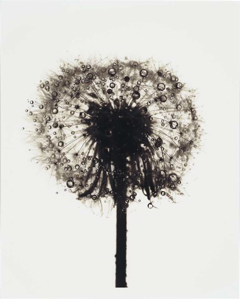 Dandelion/Taraxacum officinale, New York by Irving Penn