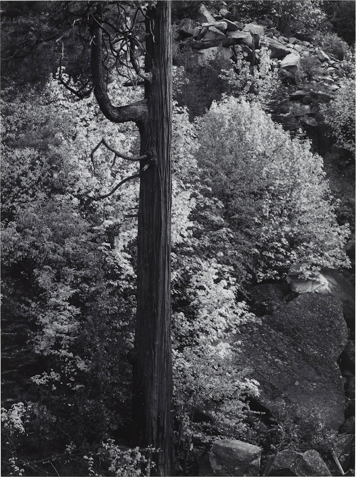Forest, Autumn, Yosemite National Park, California by Ansel Adams