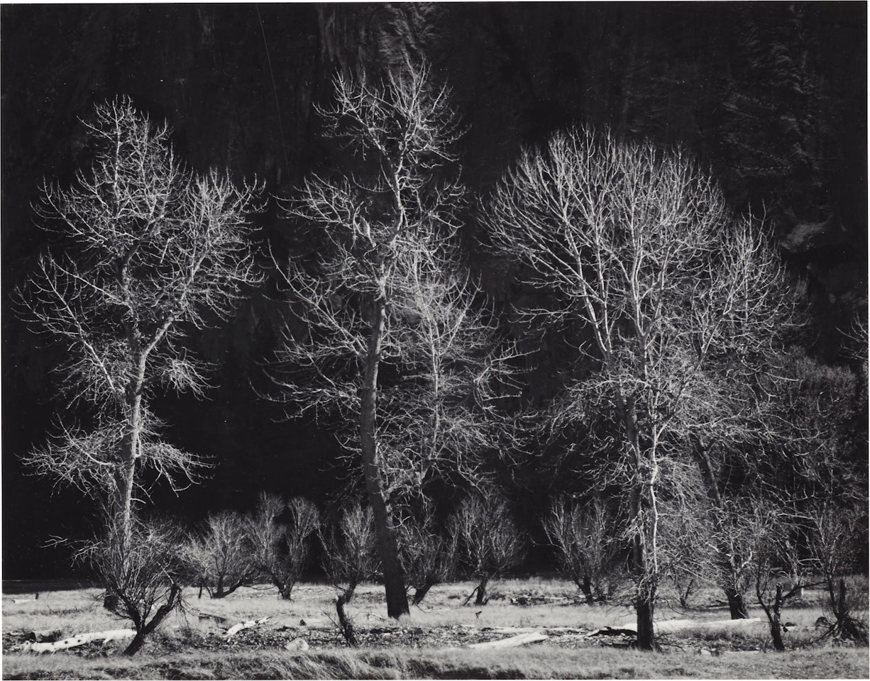 Three Trees, Autumn, Yosemite Valley by Ansel Adams