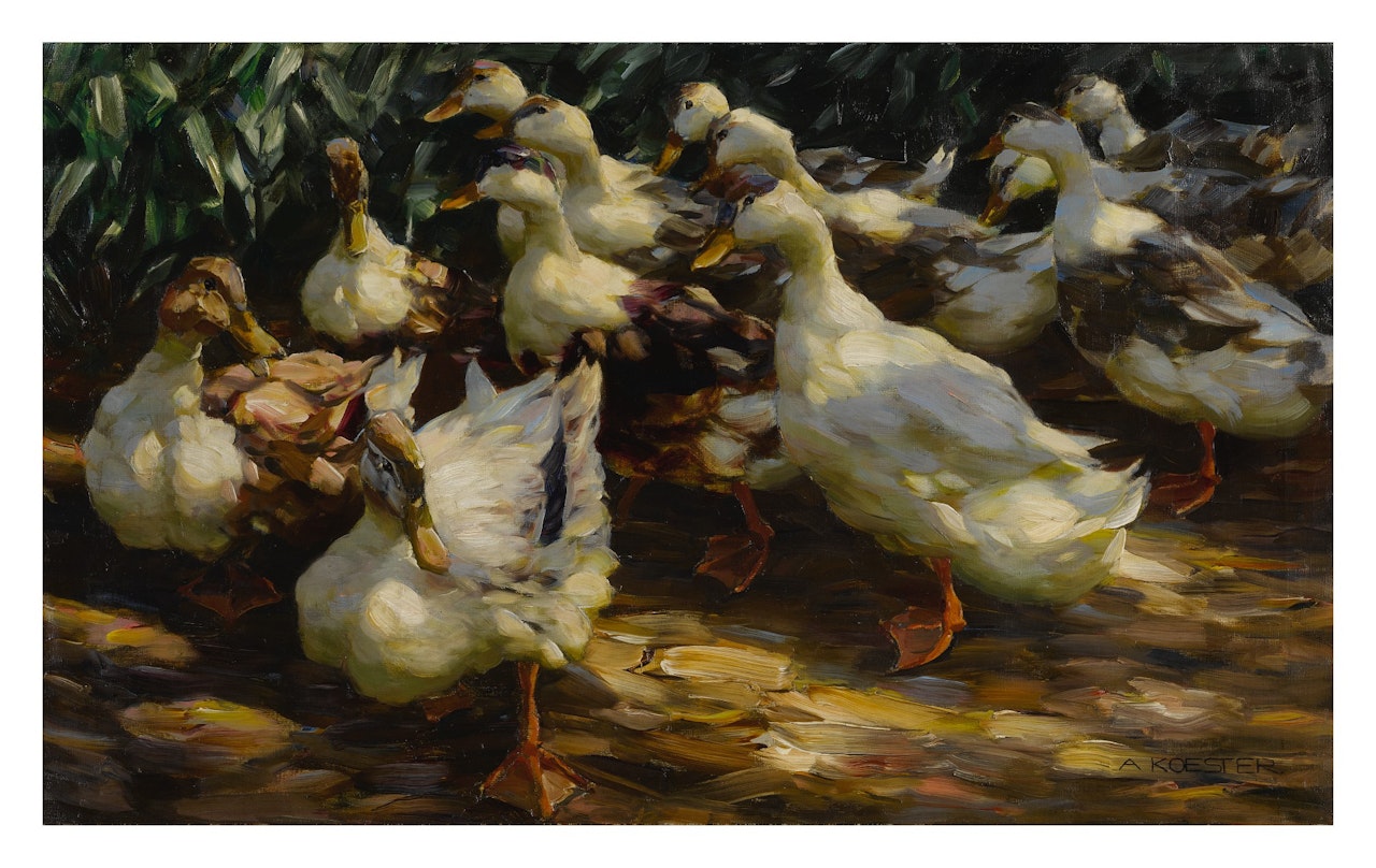 DUCKS IN SUNLIGHT by Alexander Koester