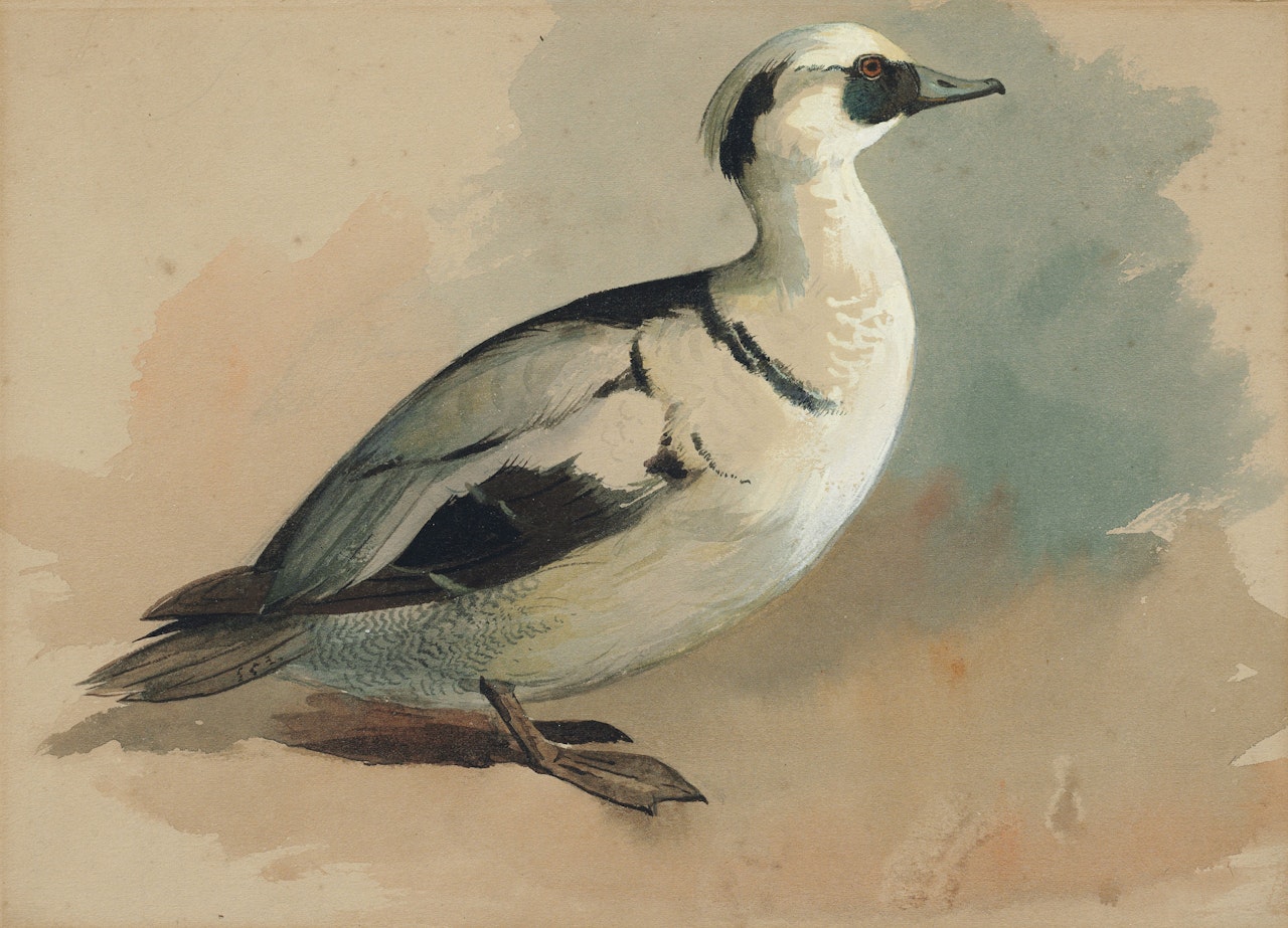 Study of a smew; and two studies of mallards by Archibald Thorburn
