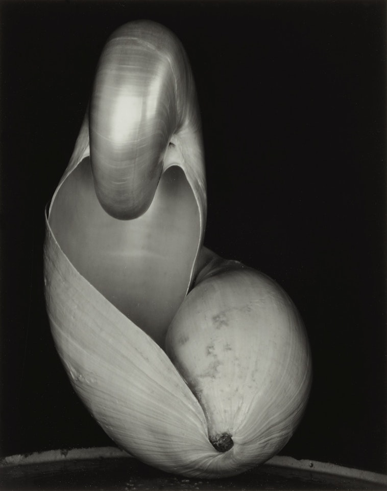 TWO SHELLS by Edward Weston